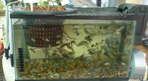 Fish-Into-Your-Aquaponic-System